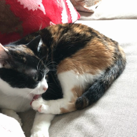 忍び寄る黒い影の画像