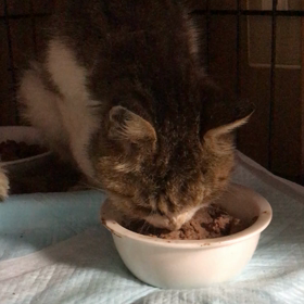 明日美ちゃんの画像