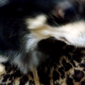 りんちゃんの画像