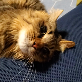 猫のてんかん発作⏩️動画ありの画像