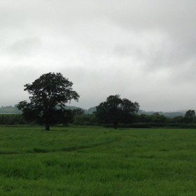 ハルニレの木 動画2の画像