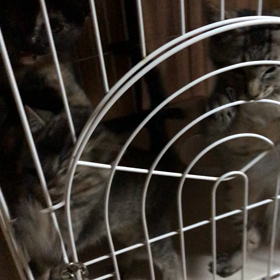 腹減ったーーーの画像