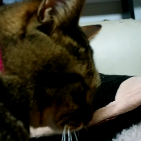 レオさんの画像