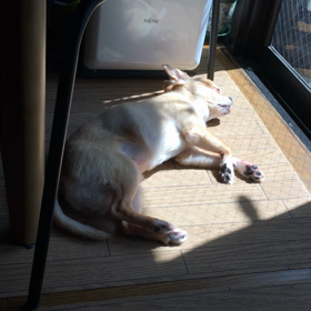 わが家のわんこの画像