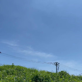 昼間のチワシュウ愛のリトルガーデンの画像