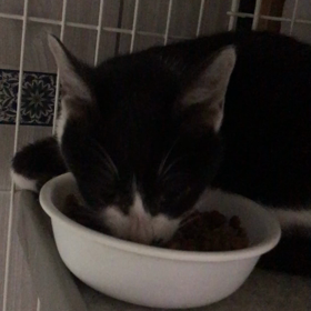 ミラちゃん元気モリモリ！の画像