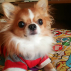 動画でクッキーの画像