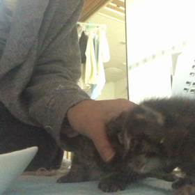 モコモコ兄妹 仮名決定！の画像