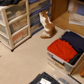 我が名はガロ　～黄金騎士に憧れて～の画像