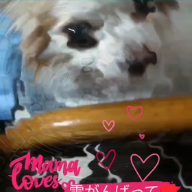 おはよう御座いますの画像