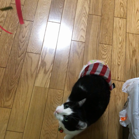 新しい猫じゃらしNo.1の画像