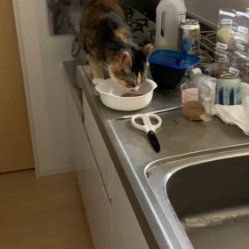 今日は動画の画像