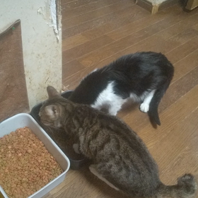 ドライひと口だけど食べた♡【追記…明日は雨】の画像