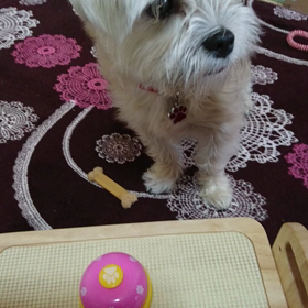 完璧な頂戴の画像