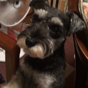 おねだりラキ君の画像