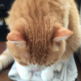 さて、どっちでしょーか？の画像