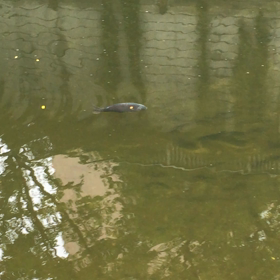 神田川の鯉の画像
