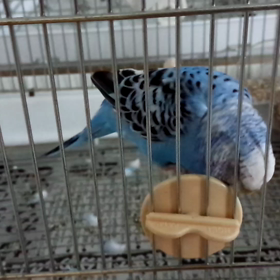 あおちゃん、顔が痒いの巻の画像