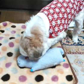 荒れるわんこの画像