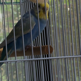 ぴぃさんが‼︎(((o(*ﾟ▽ﾟ*)o)))の画像