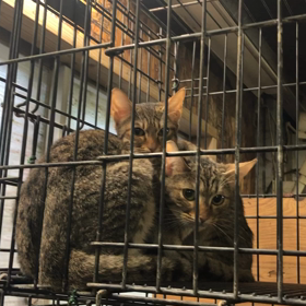 ヨーロッパヤマネコの画像