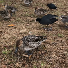 餌付けは良くないと思いつつ…の画像