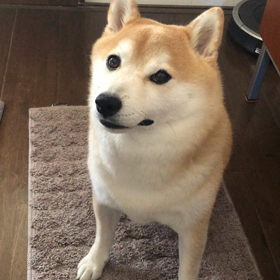 ママが出かける時の画像