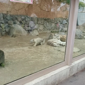 がおー！の画像