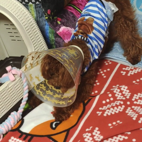 レオちゃん大暴れ・・☆の画像