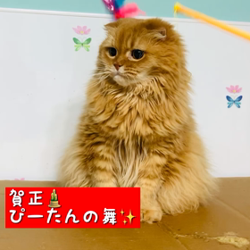 年末年始にゃんこーず①の画像