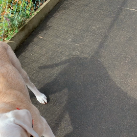 小走りよもこ撮れず…の画像