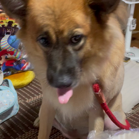 やっぱり食べたいの画像