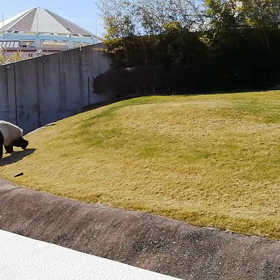 白浜アドベンチャーワールド パンダの画像