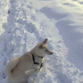 雪沢山降りましたの画像