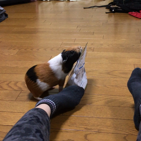 おやつ欲しいんだもん…の画像