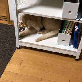 噛むから…の画像