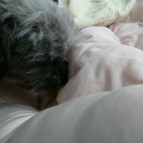 ヒマーチの画像