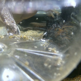 誕生ワ～イルドラ～イフ∟(￣(工)￣)ノ！の画像