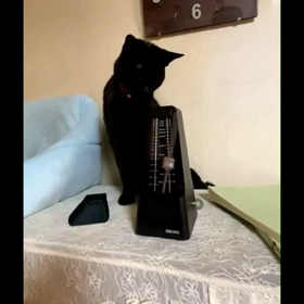 我が家のにゃんこしゃんとメトロノーム(^.^)《東大阪市鴻池新田駅近くのピアノ教室》の画像