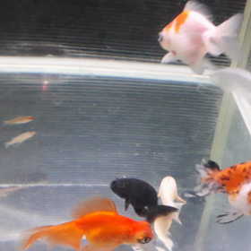 癒しと興奮の画像