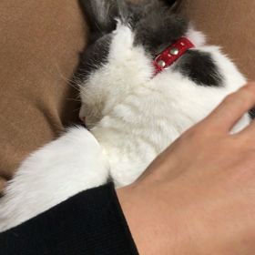 ドラムとドラミの画像