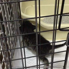 子猫 立つ！の画像