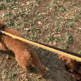♪14わんこと120分遠足♪代々木公園♪の画像
