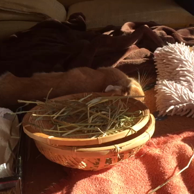 あと少しの医療控除＆ねむねむひこの可愛過ぎる動画⌒(=◕ x ◕=)⌒　の画像