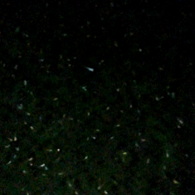 針子、夜の観察　6/21の画像