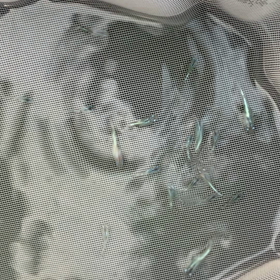 掬ってみました3の画像