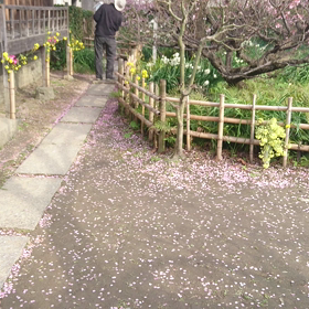 武家屋敷の桜✨の画像