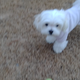 今日も元気にボール遊び～の画像