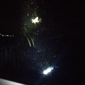 冬なのに毎晩蛾がやって来るのは・・・の画像