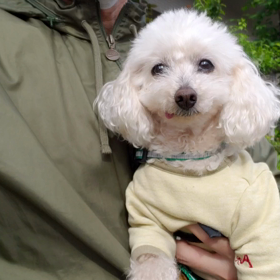 サーラとなごみ、ダンちゃんとはしゃぐの画像